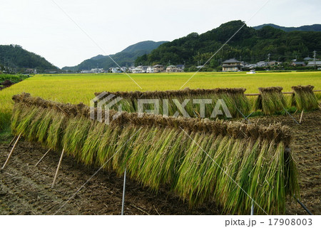 秋の田んぼ風景 秋の田んぼ風景 17908003