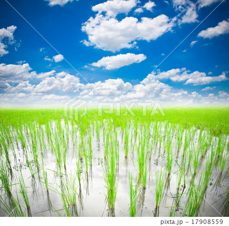 rice field rice field 17908559
