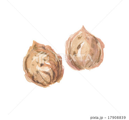 桃の種 桃仁 トウニンのイラスト素材 1790