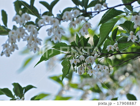 白い花 白い花 17908887