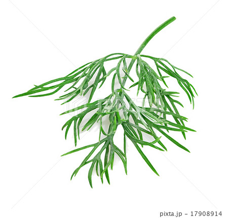 dill isolated on white background dill isolated on white background 17908914