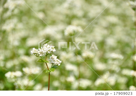 ソバ畑の風景 17909023