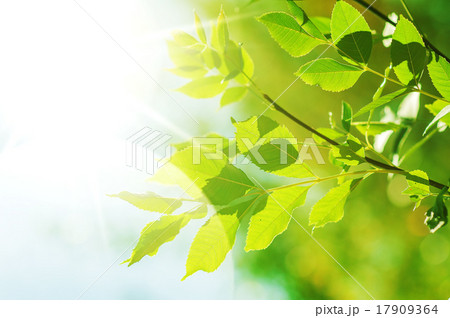 fresh new green leaves 17909364