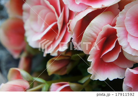 ベコニア 17911592