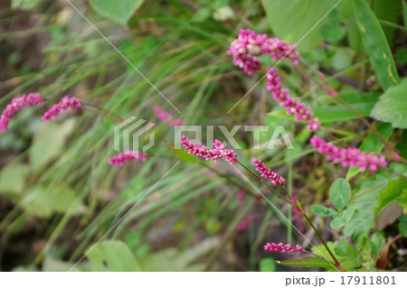 イヌタデ イヌタデ 17911801