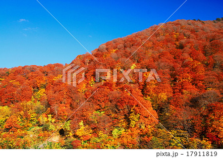 泥湯温泉紅葉の紅葉 泥湯温泉紅葉の紅葉 17911819
