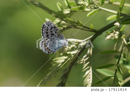 クララにとまるオオルリシジミ 17911914