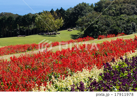 あわじ花さじき サルビア畑 17911978