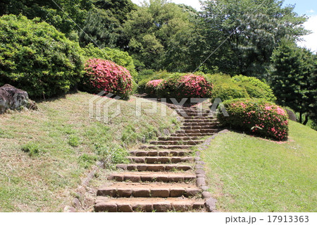 小石川植物園 17913363