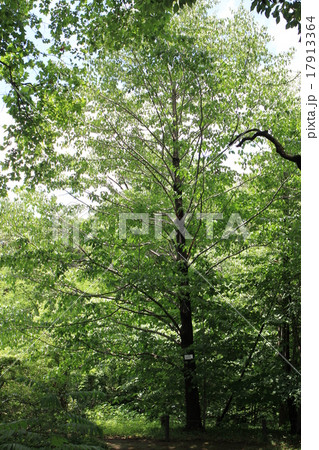 小石川植物園 17913364