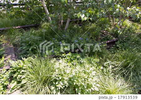 ニューヨーク ハイライン　high lineの風景 17913539