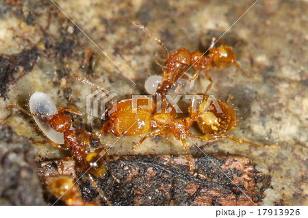 アズマオオズアリ アズマオオズアリ 17913926