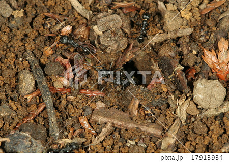 クロナガアリ巣口2 クロナガアリ巣口2 17913934