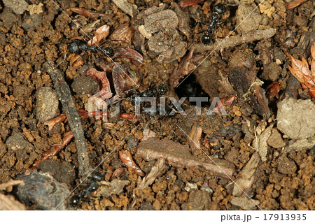 クロナガアリ巣口3 クロナガアリ巣口3 17913935