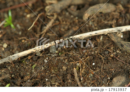 クロヤマアリ１ 17913937