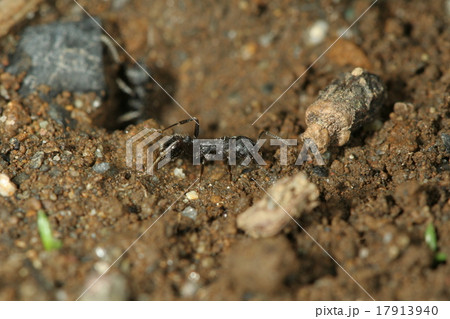 クロナガアリ２ 17913940