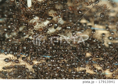 ハリブトシリアゲアリ ハリブトシリアゲアリ 17913941