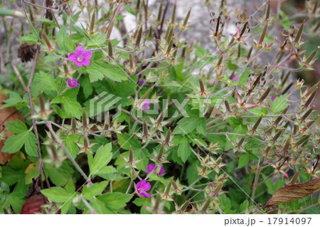 ゲンノショウコ ゲンノショウコ 17914097