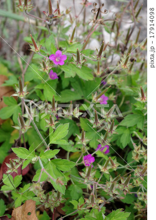 ゲンノショウコ ゲンノショウコ 17914098