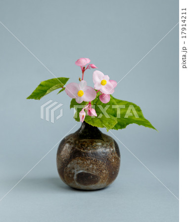秋海棠 17914211