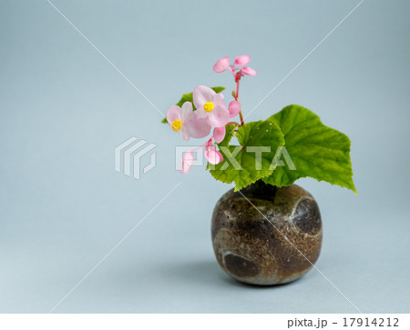 秋海棠 17914212