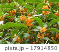 金木犀 17914850