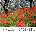 曼珠沙華 17914851
