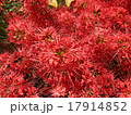 曼珠沙華 17914852