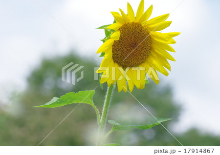 ヒマワリ 17914867