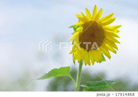 ひまわり 17914868