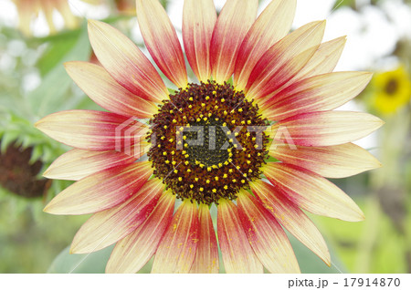 ヒマワリ、ルビーエクリプス 17914870