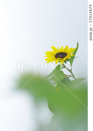 ヒマワリ、大雪山 17914874