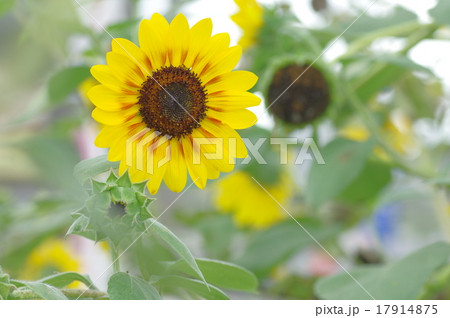 ヒマワリ、ルビーエクリプス 17914875