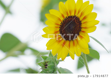 ヒマワリ、ルビーエクリプス 17914877