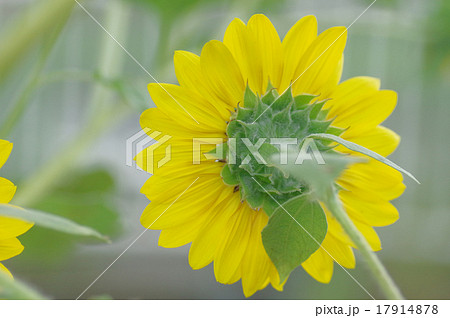 ヒマワリ、大雪山 17914878