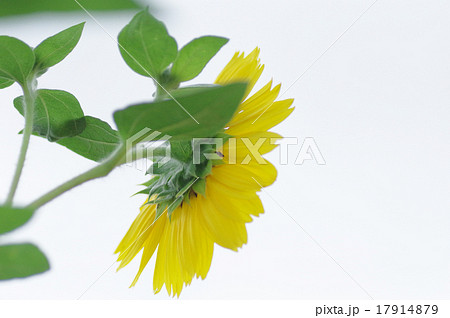 ヒマワリ、大雪山 17914879