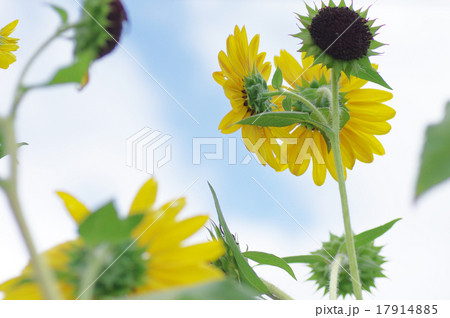 ヒマワリ、大雪山 17914885