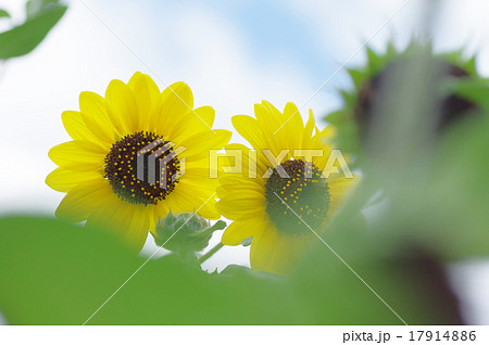 ヒマワリ、大雪山 17914886