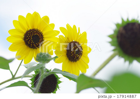 ヒマワリ、大雪山 17914887