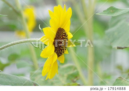 ヒマワリ、大雪山 17914888
