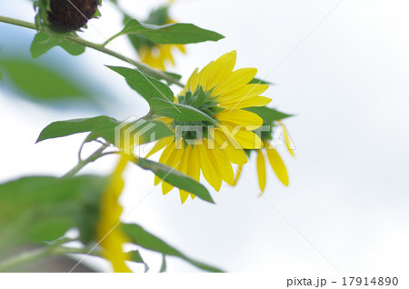 ヒマワリ、大雪山 17914890