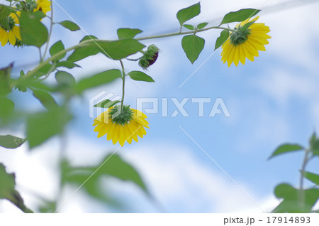 ヒマワリ、大雪山 17914893