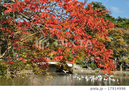 櫨（はぜ）の紅葉 17914996