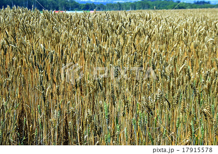 小麦畑の色づき 17915578
