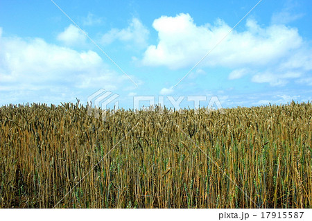 色づく小麦畑 17915587