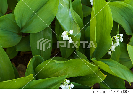 Convallaria majalis Convallaria majalis 17915808