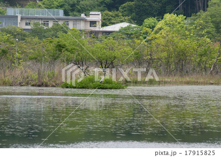 深泥池 深泥池 17915825