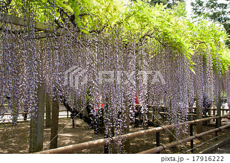 三大神社 砂摺りの藤 三大神社 砂摺りの藤 17916222