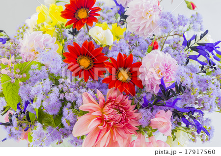 夏の花 ダリアとガザニアの写真素材