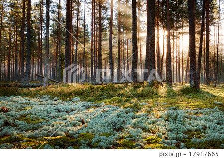Coniferous forest with morning sun shining Coniferous forest with morning sun shining 17917665